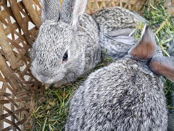 《上古卷轴6》仍采用《星空》引擎 网友希望能全面翻新该引擎